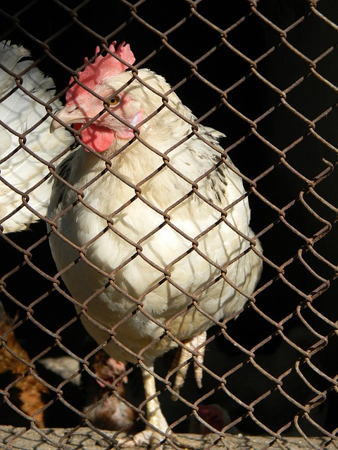 为何弃用李 为何弃用李